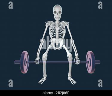 Menschliches Skelett, das eine Hantel hebt, Illustration Stockfoto