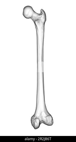 Femurknochen, Illustration Stockfoto