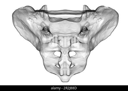 Kreuzbein, Illustration Stockfoto