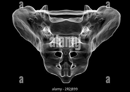 Kreuzbein, Illustration Stockfoto