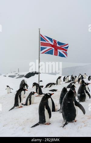 Gentoo-Pinguine (Pygoscelis papua), Port Lockroy Britische Antarktis-Basis, Wiencke Island, Antarktis, Polarregionen Stockfoto