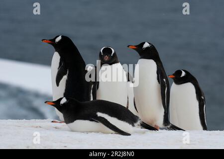 Gentoo-Pinguine (Pygoscelis papua), Damoy Point, Wiencke Island, Antarktis, Polarregionen Stockfoto