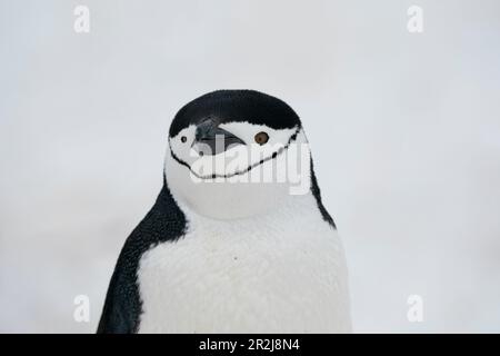 Nahaufnahme von Chinstrap-Pinguin (Pygoscelis antarcticus), Half Moon Island, Antarktis, Polarregionen Stockfoto