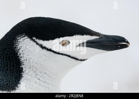 Nahaufnahme des Chefs des Chinstrap-Pinguins (Pygoscelis antarcticus), Half Moon Island, Antarktis, Polarregionen Stockfoto
