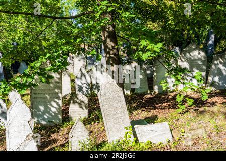 Jüdischer Friedhof in Mikulov, Südmähren, Tschechische Republik Stockfoto