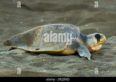 Die Olive Ridley Schildkröte verlässt sich nach dem Nesten in diesem wichtigen Strandschutzgebiet, Playa Ostional, Nicoya Halbinsel, Guanacaste, Costa Rica, Mittelamerika Stockfoto