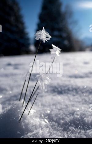 Blumenartiger Reifrost auf Gräsern, Allgäu-Alpen, Allgäu, Bayern, Deutschland, Europa Stockfoto