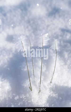 Blumenartiger Reifrost auf Gräsern, Allgäu-Alpen, Allgäu, Bayern, Deutschland, Europa Stockfoto