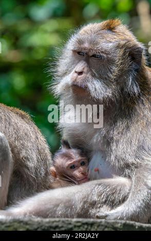 Langschwanzmakaken im Heiligen Affenwald, Ubud, Kecamatan Ubud, Kabupaten Gianyar, Bali, Indonesien, Südostasien, Asien Stockfoto