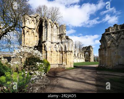 Ruinen von St. Marys Abbey in Museum Gardens, York, Yorkshire, England, Unted Kingdom, Europa Stockfoto