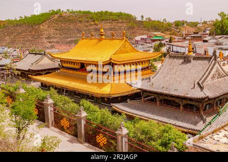 Gebäudekomplex mit goldenem Dach auf dem Gelände des Klosters Kumbum Champa Ling in der Nähe von Xining, China Stockfoto