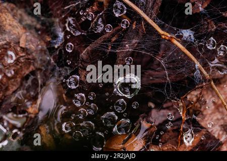 Wassertropfen aus dem Morgentau werden auf einem empfindlichen Spinnennetz über dem Boden gefangen Stockfoto