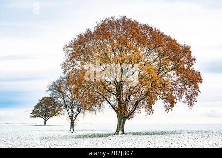 3 grüne Bäume im Schnee auf einem Feld, Siggen, Ostholstein, Schleswig-Holstein, Deutschland Stockfoto