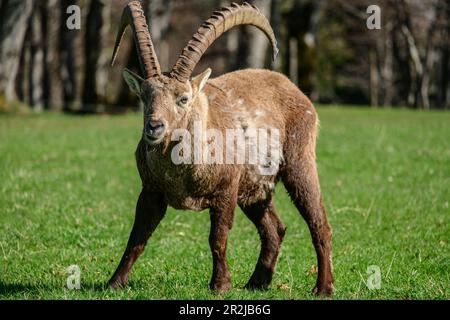 Ibex in Creux du Van, Swiss Jura, Neuchâtel, Schweiz Stockfoto