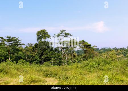 Savannah in Mikpowa zwischen Kumasi und Techiman in der Ashanti-Region in Zentral-Ghana in Westafrika Stockfoto