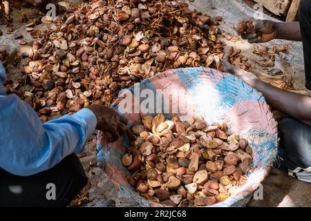 Männer, die auf dem Central Market in Tamale in der nördlichen Region Ghanas in Westafrika Kokosnüsse sortieren Stockfoto