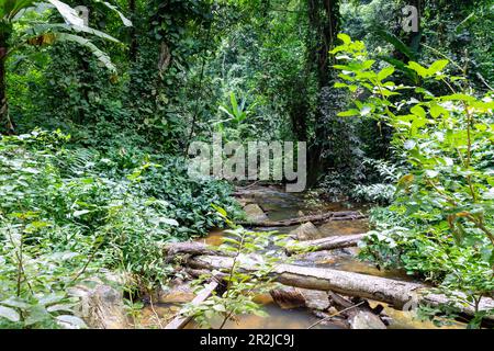 Bergfluss Agumatsa auf dem Weg zum Wli-Wasserfall im Naturschutzgebiet Agumatsa bei Hohoe in der Volta-Region im Osten Ghanas in Westafrika Stockfoto