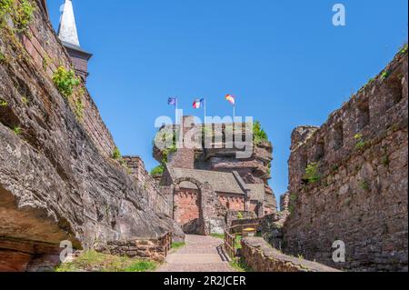 Schloss Hohbarr bei Saverne, Bas-Rhin, Elsass, Grand Est, Elsass-Champagne-Ardenne-Lothringen, Frankreich Stockfoto
