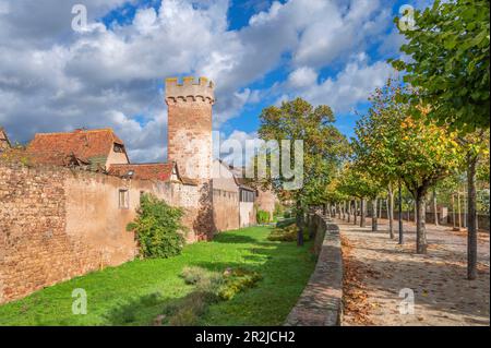 Mittelalterliche Stadtmauern von Obernai, Oberehnheim, Bas-Rhin, Route des Vins d'Alsace, Elsass Weinstraße, Grand Est, Elsass-Champagne-Ardenne-Lorraine, Franc Stockfoto