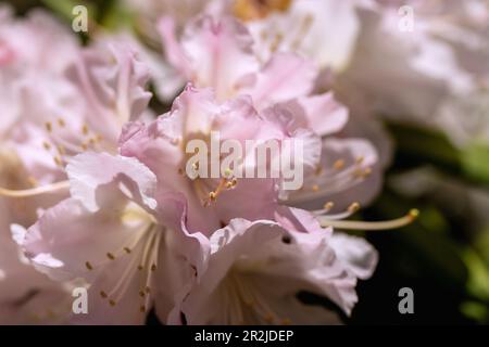 Blumen und Stadien des rosa Rhododendron Yakushimanum SilverCloud Stockfoto