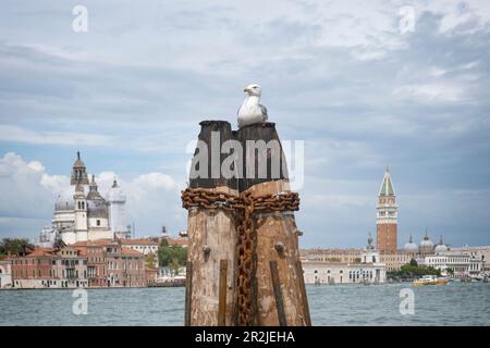 Blick auf San Marco mit Möwe im Vordergrund, Giudecca, Venedig, Venetien, Italien, Europa Stockfoto