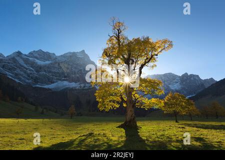 Ahornsirup (Acer pseudoplatanus), großer Ahornboden, Karwendel, Tirol, Österreich Stockfoto