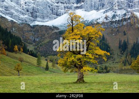 Ahornsirup (Acer pseudoplatanus), großer Ahornboden, Karwendel, Tirol, Österreich Stockfoto