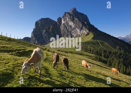 Kühe auf der Weide vor dem Aggenstein, Tannheimer Berge, Allgäu, Bayern, Deutschland Stockfoto