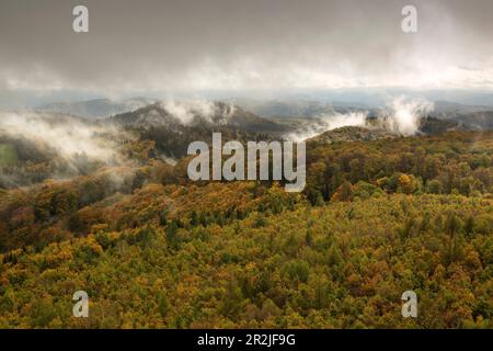 Herbstwald im Nebel, Pfalz-Wald, Pfalz, Rheinland-Pfalz, Deutschland Stockfoto