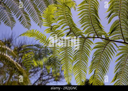 Blick auf Baumfarne in den Madeira Botanischen Gärten, Funchal, Madeira, Portugal, Europa Stockfoto