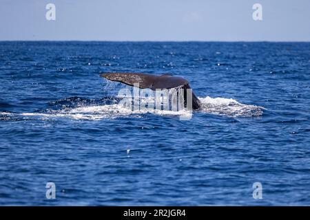 Samenwale (Physeter macrocephalus), der während einer Walbeobachtungstour gesehen wurde, Furnas, Sao Miguel Island, Azoren, Portugal, Europa Stockfoto