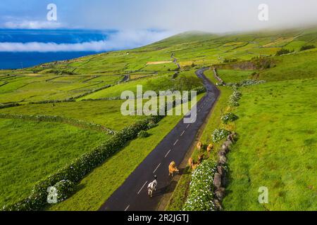 Luftaufnahme von Rindern, die die Straße inmitten einer üppigen Landschaft überqueren, Corvo Island, Azoren, Portugal, Europa Stockfoto