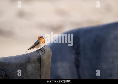 Willkommen Swallow (Hirundo Neoxena), hoch oben auf einem Sturmwasserkanal an der Cairns Esplanade in Queensland, Australien. Stockfoto