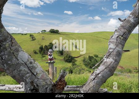 Ein moosbedeckter Baum, wunderschöne Landschaft von der Straße aus auf fruchtbarem Ackerland rund um Malanda in den Atherton Tablelands in Queensland, Australien. Stockfoto