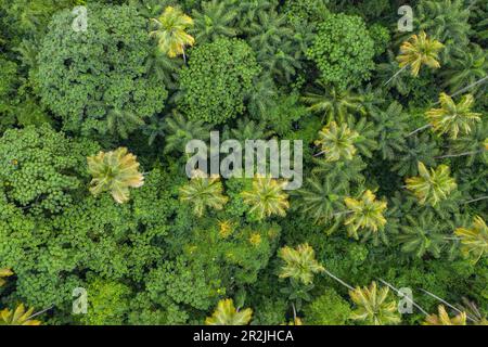 Blick aus der Vogelperspektive auf Palmen und Dschungel, St. Vincent Island, St. Vincent und die Grenadinen, Karibik Stockfoto