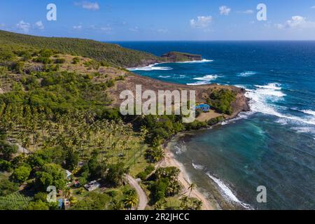 Blick auf Palmen und Strand im Park Estate, Bequia Island, Grenadinen, Saint Vincent und die Grenadinen, Karibik Stockfoto