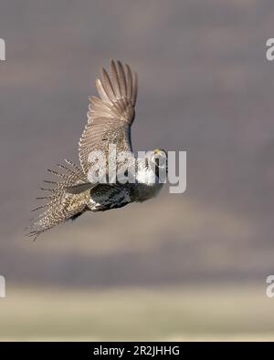 Ein männlicher Großweiser im Flug Stockfoto