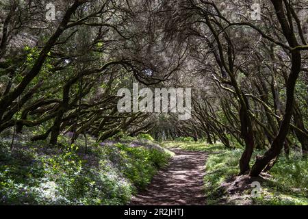 Wanderweg durch mystischen Wald, Garajonay-Nationalpark, La Gomera, Kanarische Inseln, Spanien, Europa Stockfoto