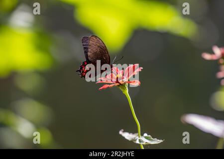 Schmetterling im Mayan Eden Eco Park, Roatan, Bay Islands, Honduras, Mittelamerika Stockfoto