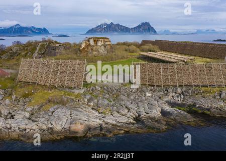 Luftaufnahme von Skrei-Kabeljau, der auf Holzständern trocknet, Svolvær, Lofoten, Nordland, Norwegen, Europa Stockfoto