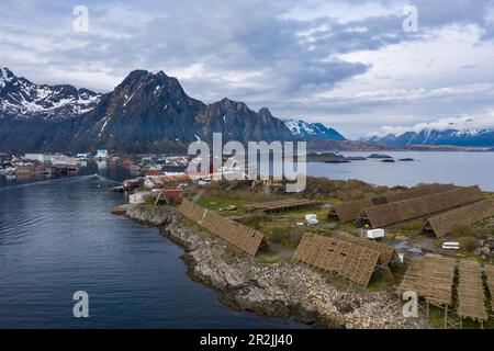 Luftaufnahme von Skrei-Kabeljau, der auf Holzständern trocknet, mit Stadt und Bergen dahinter, Svolvær, Lofoten, Nordland, Norwegen, Europa Stockfoto