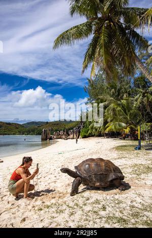 Junge Frau macht Smartphone-Foto von Riesenschildkröte am Strand, Curieuse Island, Seychellen, Indischer Ozean Stockfoto