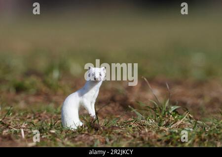 Hering im Winterfell, großer Wiesel (Mustela erminea), Bayern, Deutschland Stockfoto