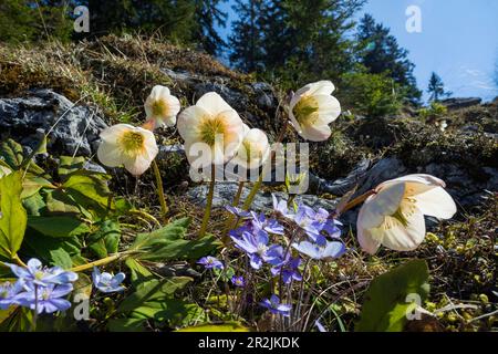 Weihnachtsrosen, Winterrosen (Helleborus niger) und Leberwürze (Hepatica nobilis), Alpen, Österreich, Europa Stockfoto
