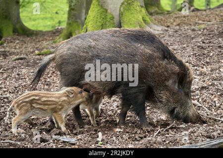 Wildschweine, Junggesellen-Saugferkel, Sus scrofa, Bayerischer Wald, Deutschland Stockfoto