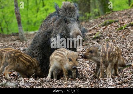 Wildschwein, Bach mit Ferkeln (Sus scrofa), Bayerischer Wald, Deutschland Stockfoto