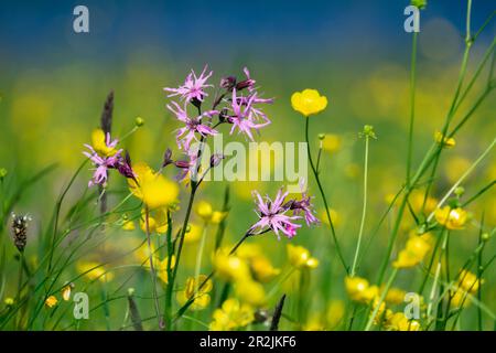 Blumenwiese mit Butterblumen und Kuckuckrosa (Ranunculus acris), (Lychnis flos-cuculi), Oberbayern, Deutschland, Europa Stockfoto