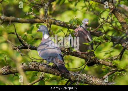 Holztauben, Paar (Columba palumbus), Deutschland Stockfoto