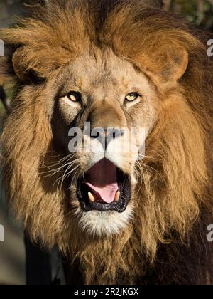 Afrikanischer Löwe, männlich (Panthera leo), Zoo Stockfoto