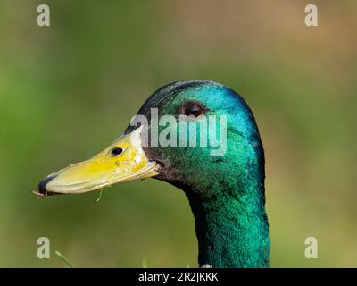 Stockente (Anas Platyrhynchos), Drake, Deutschland Stockfoto